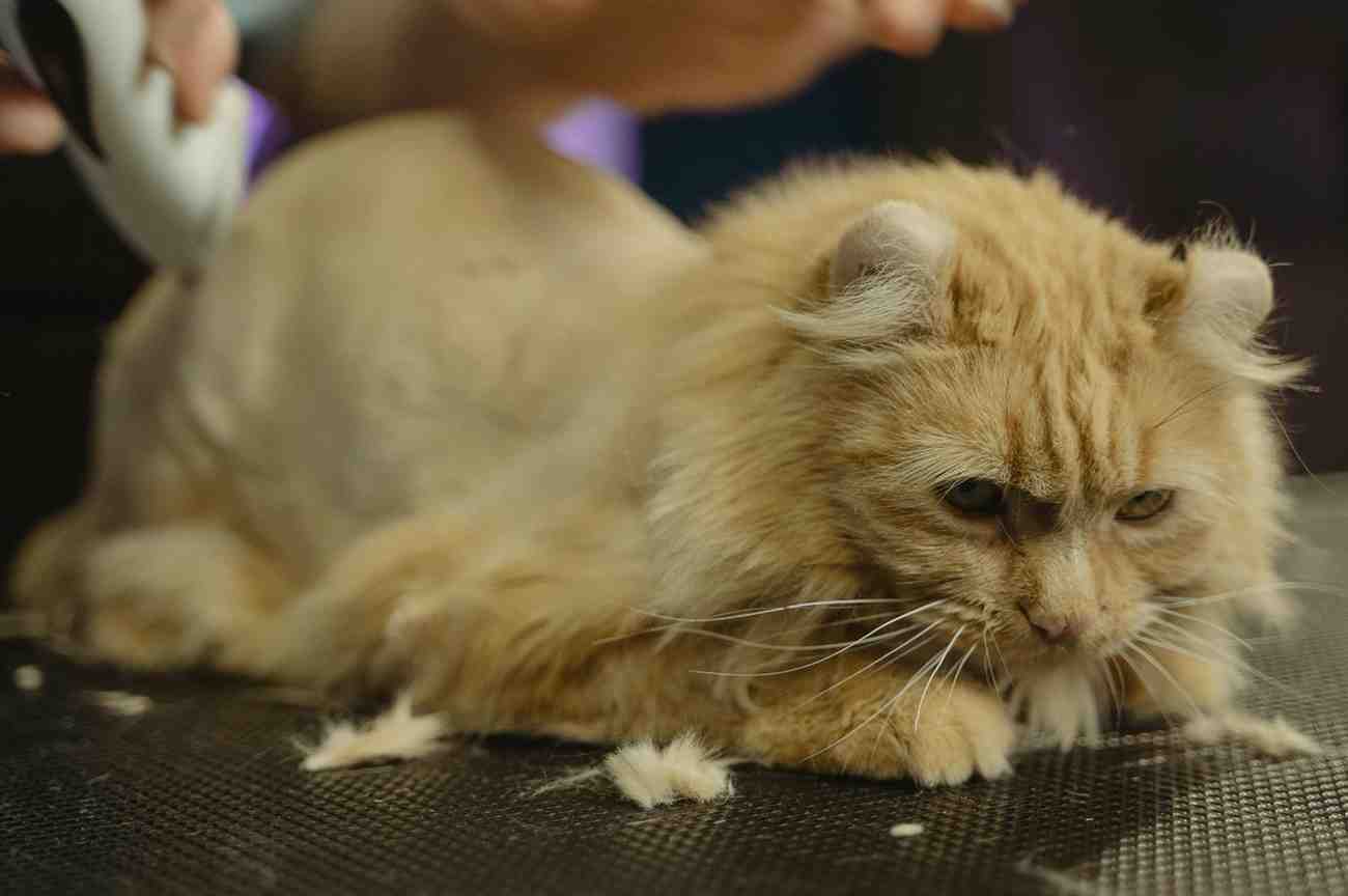 Essential Insurance for Your Pet Care Business, insureamerica.online